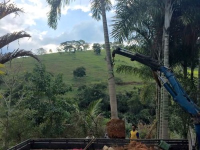 Palmeira Areca de Locuba