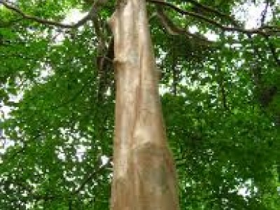Árvore Pau Mulato