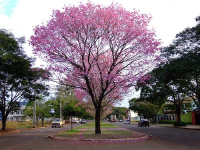 Árvore Ipê Roxo