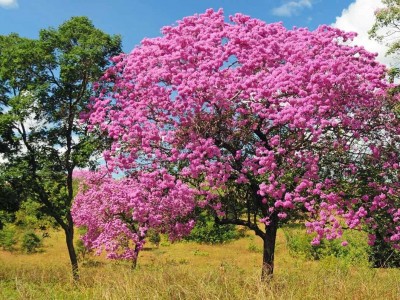 Árvore Ipê Rosa