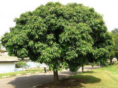 Árvore Frutífera Manga