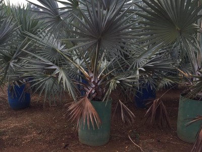Palmeira Azul