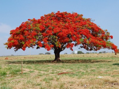 Árvore Flamboyant